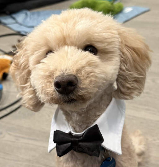 Dog