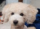Cute bowtied pup